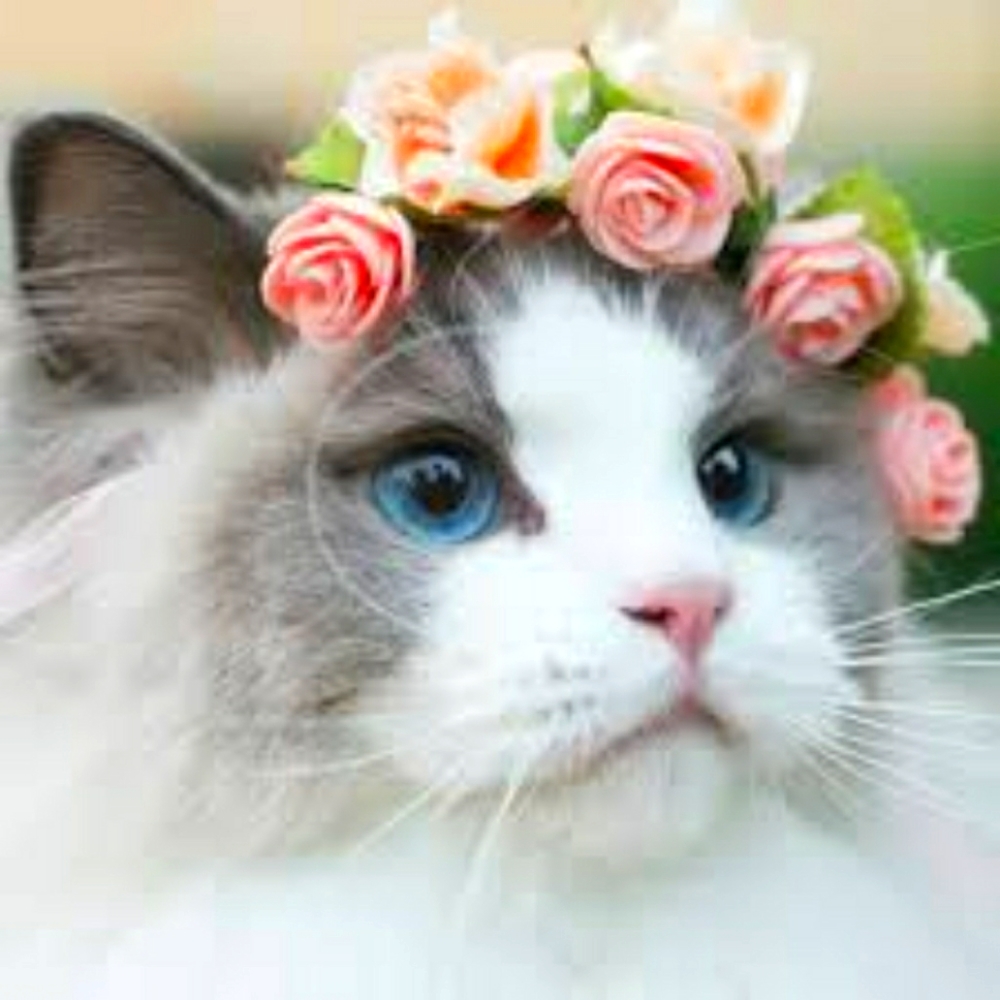 Meet your Posher, Alyona